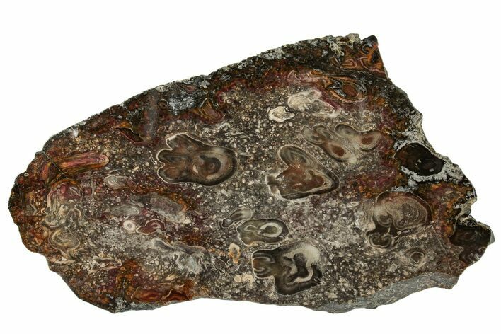 Cretaceous Petrified Tree Fern (Tempskya) Slab - North Carolina #252008